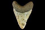 Huge, Fossil Megalodon Tooth - North Carolina #124415-2